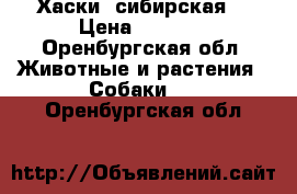 Хаски  сибирская  › Цена ­ 5 000 - Оренбургская обл. Животные и растения » Собаки   . Оренбургская обл.